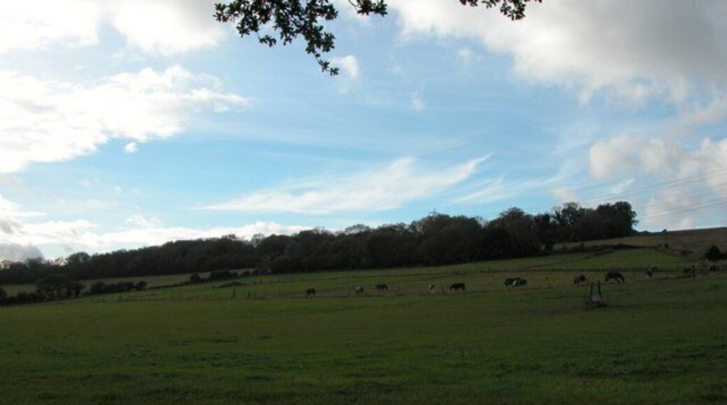 Horses grazing on Catherington Down
