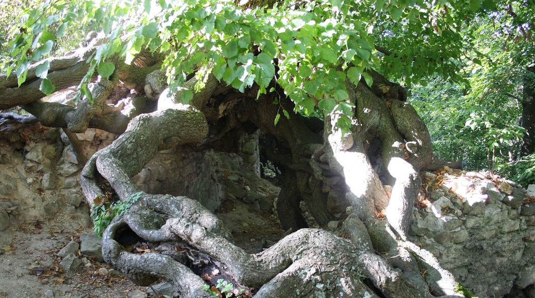 Harz Linde über Ruinenreste der Lauenburg