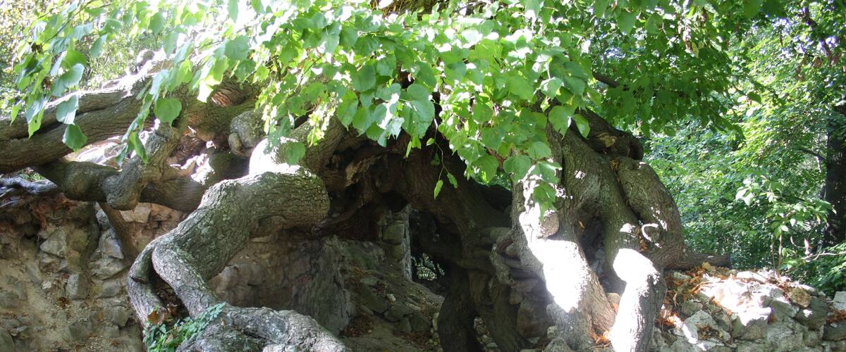 Harz Linde über Ruinenreste der Lauenburg