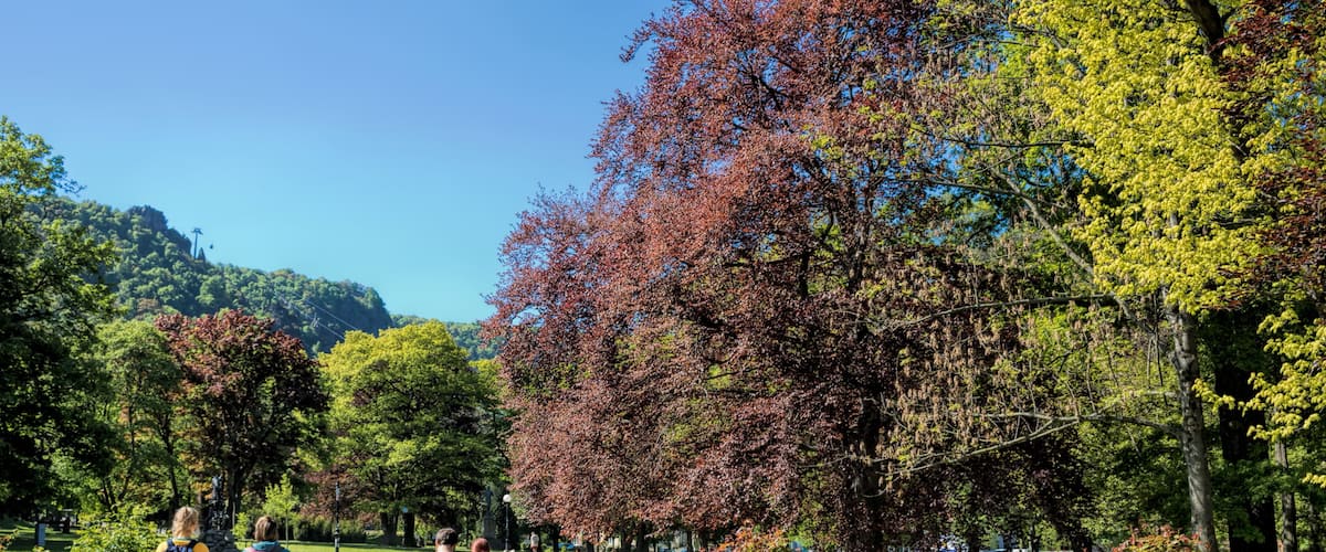 A group of people walking on a paved path in a park with trees and grass.