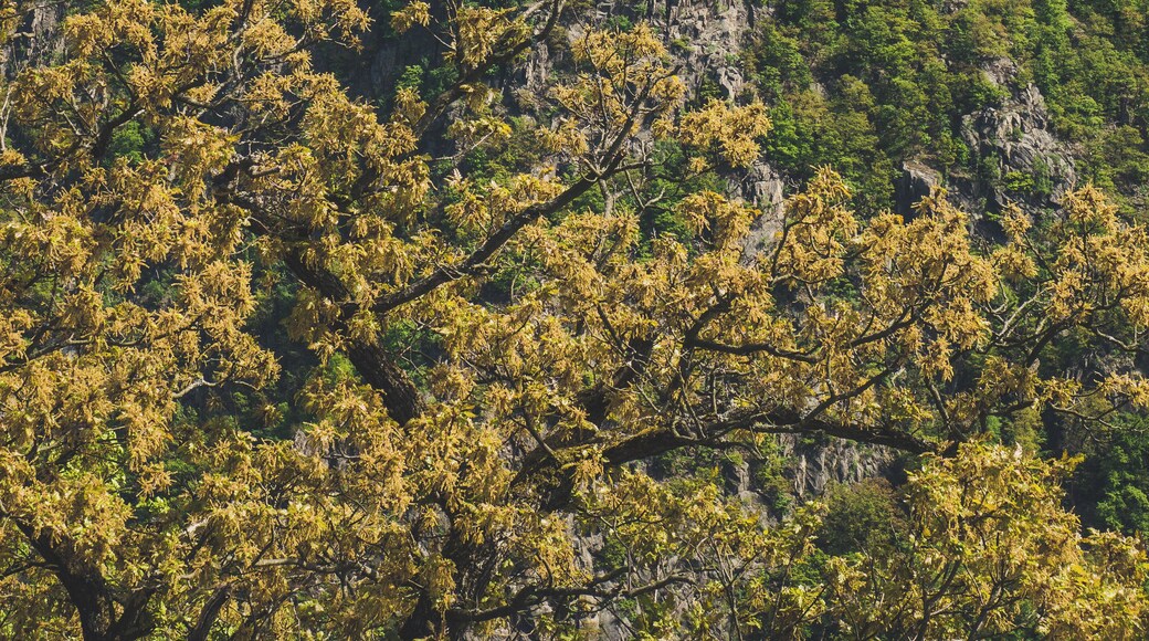 The Hexentanzplatz as seen from the Rosstrappe.