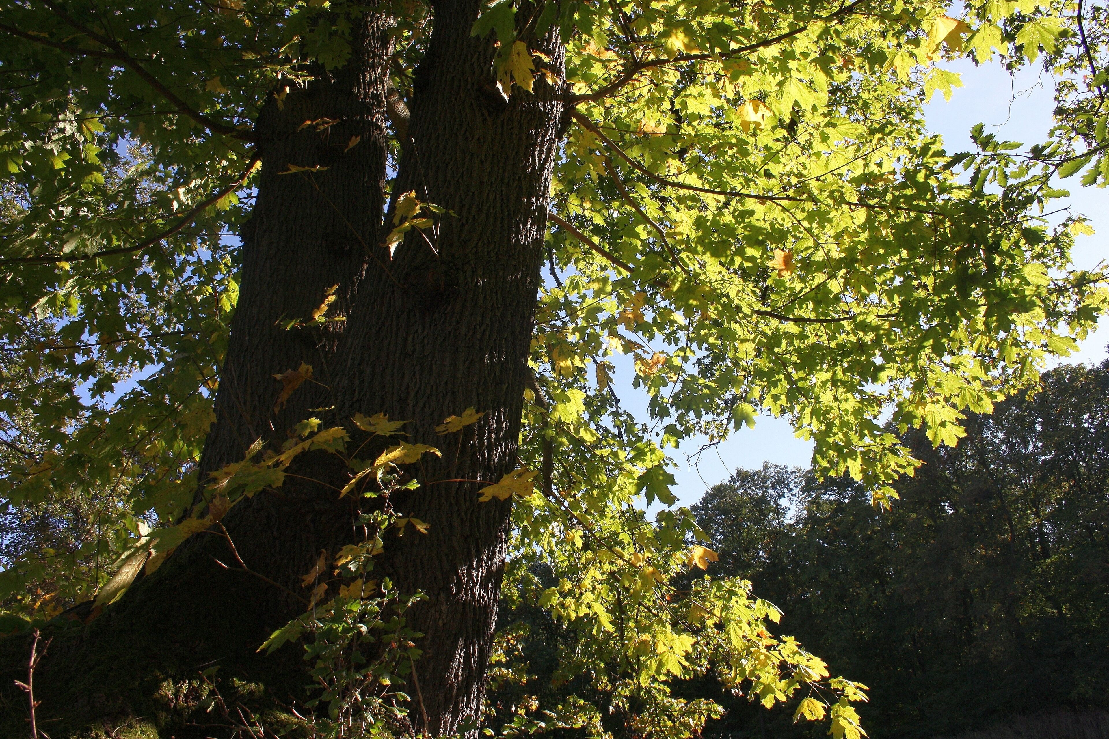 Harz Stecklenberg Wanderung Stecklenburg - Herbst