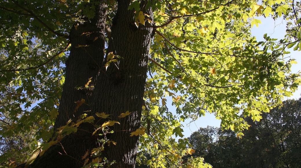 Harz Stecklenberg Wanderung Stecklenburg - Herbst