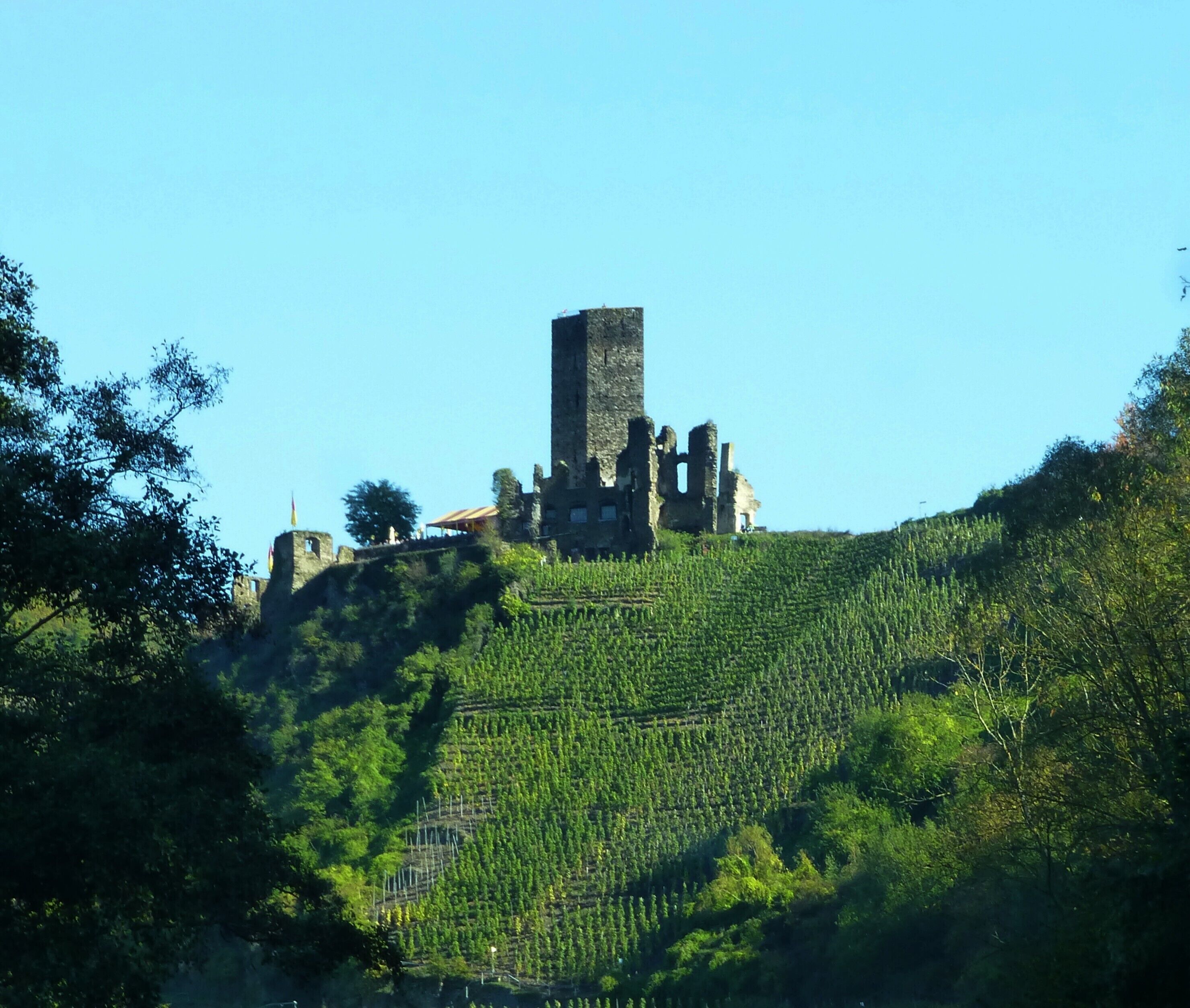 A historic castle on a hill with a vineyard below.