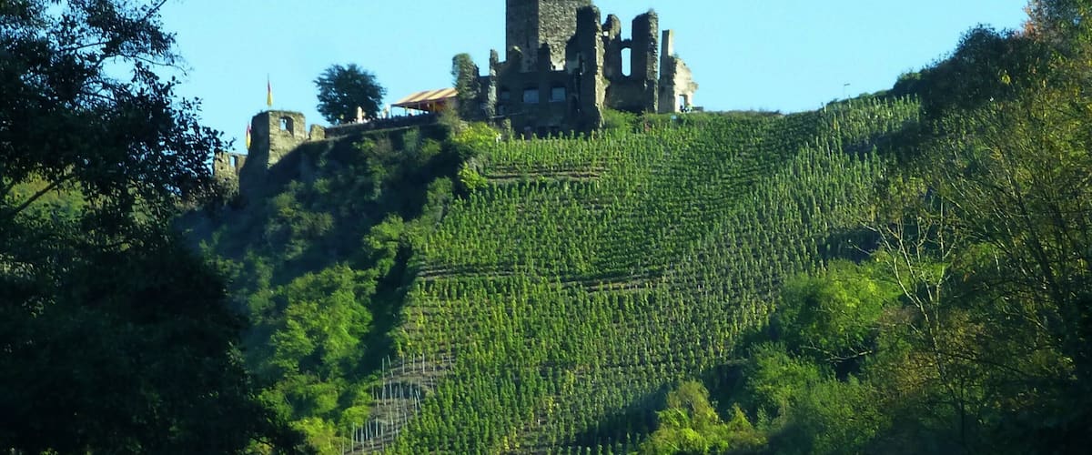 A historic castle on a hill with a vineyard below.