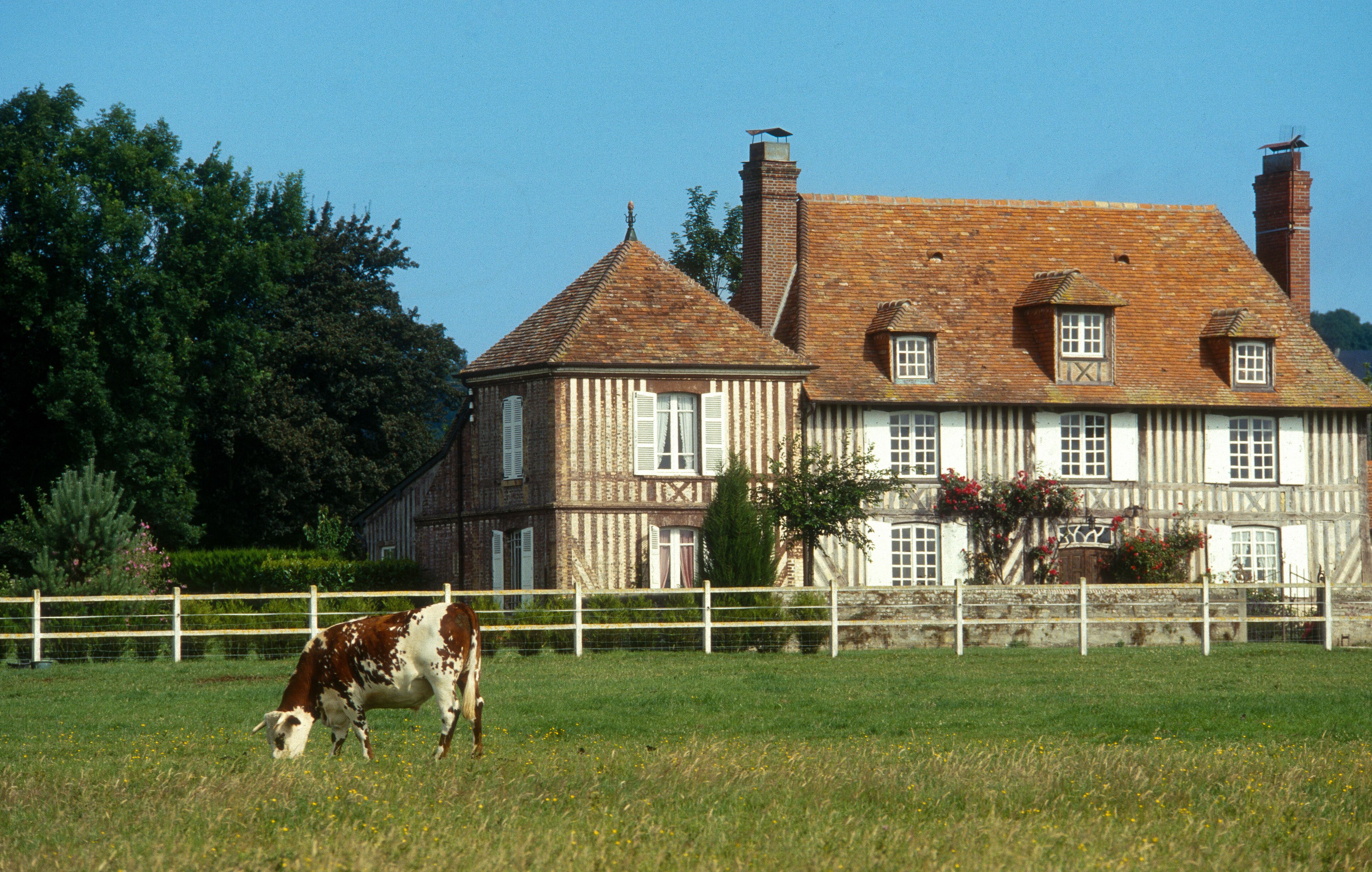 Vache Normanche, Deauville, 14, Calvados, France