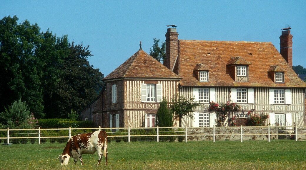 Vache Normanche, Deauville, 14, Calvados, France