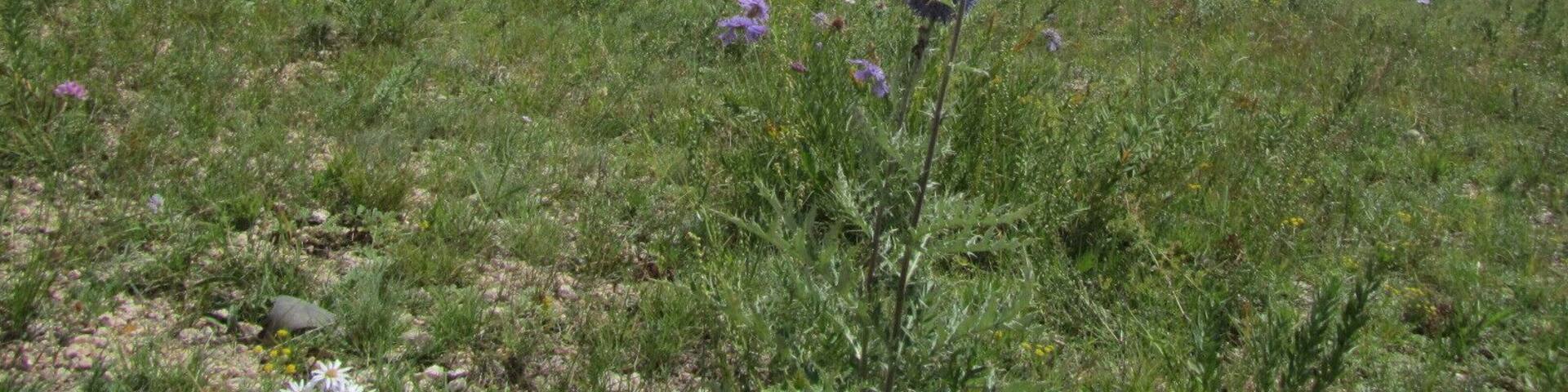 A grassy hillside with rocky cliffs and wildflowers.