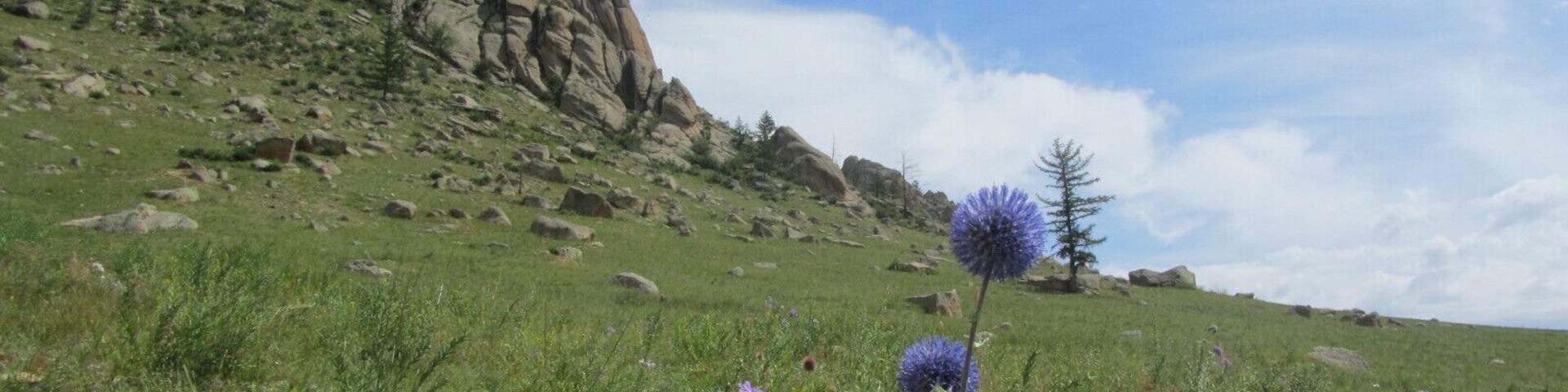 I didn't expect such beauty in Mongolia. The wildflower season is brief but as good as anything you'd see in Switzerland (in my opinion).