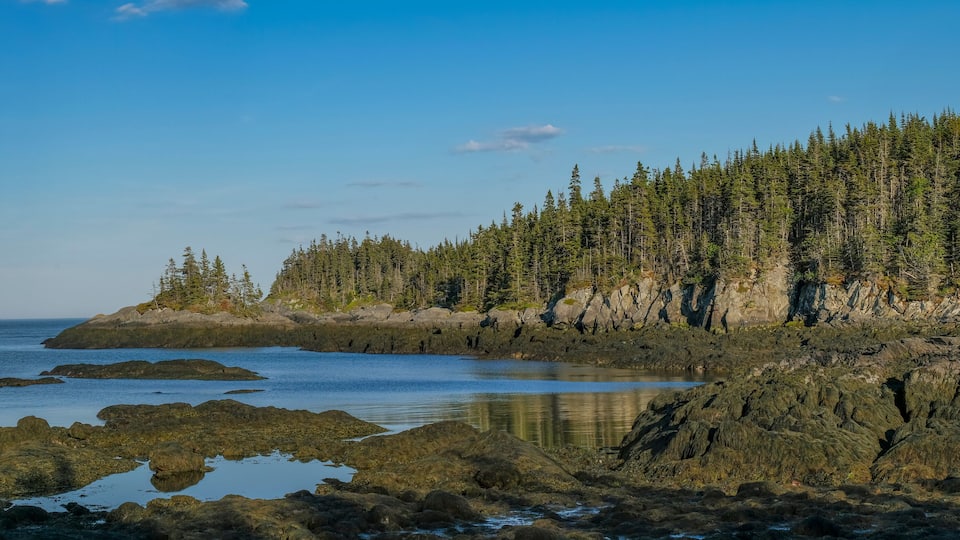 A coastal landscape with rocky shores, calm water, and dense forest.