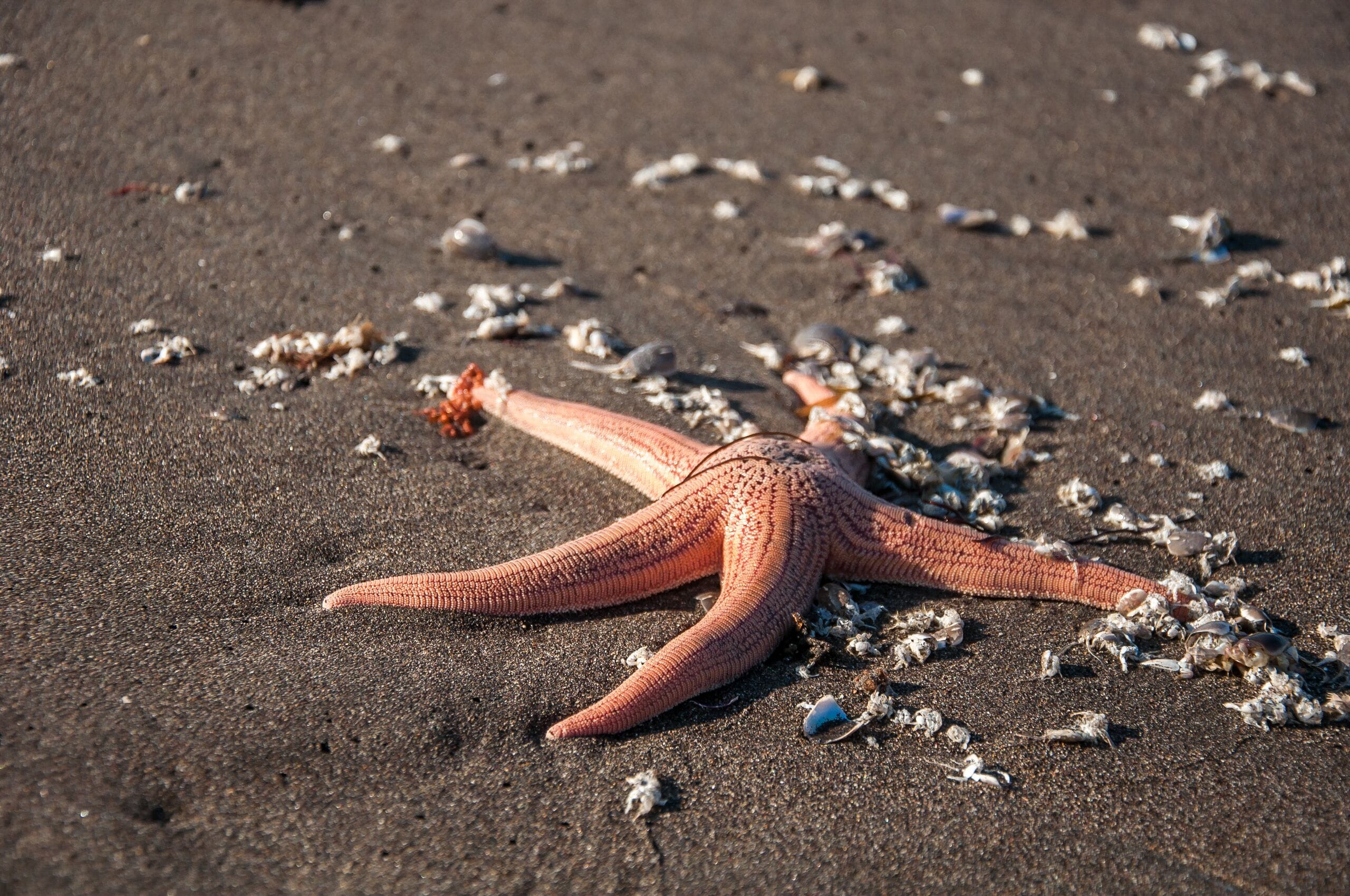 A starfish on a sandy beach with scattered seashells.