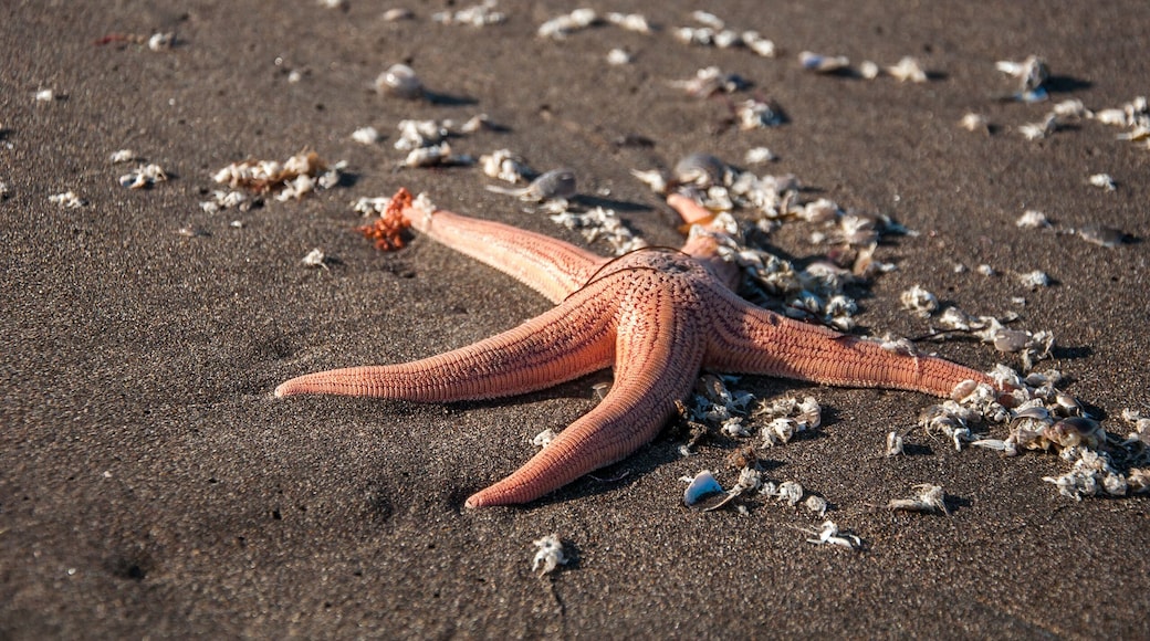 A starfish on a sandy beach with scattered seashells.
