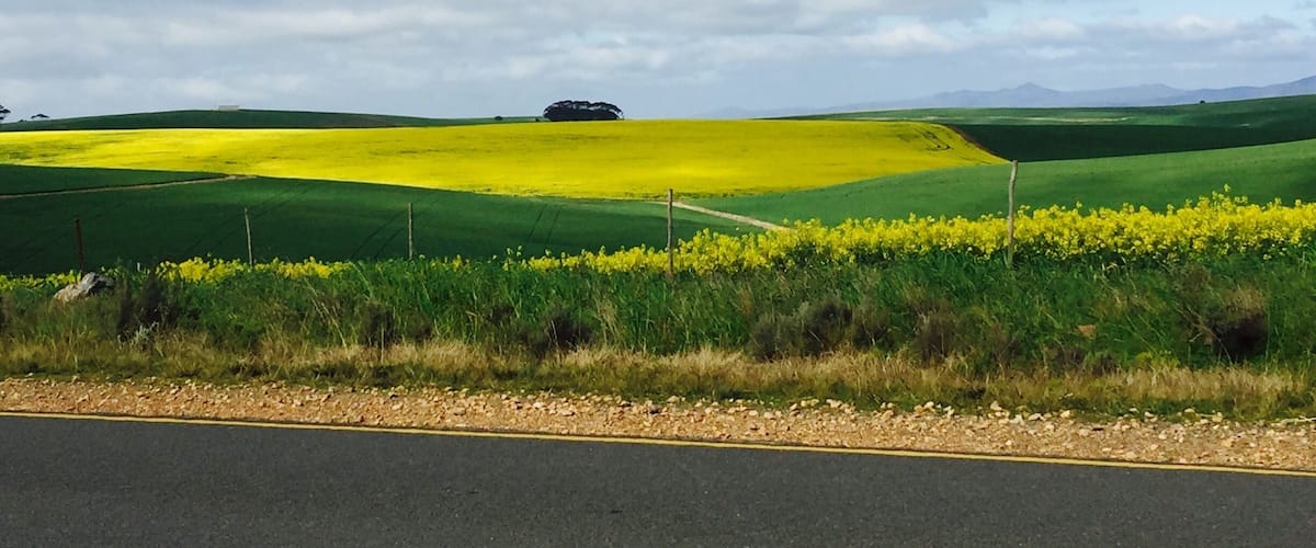 A rural landscape with fields of yellow flowers, green fields, and a road in the foreground.