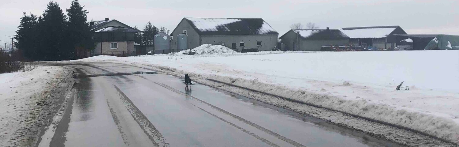 Random country road in Poland. Nice open space for a run. Asked older couple if I could park in front of their house. Great interaction and loving my little running partner 🐶