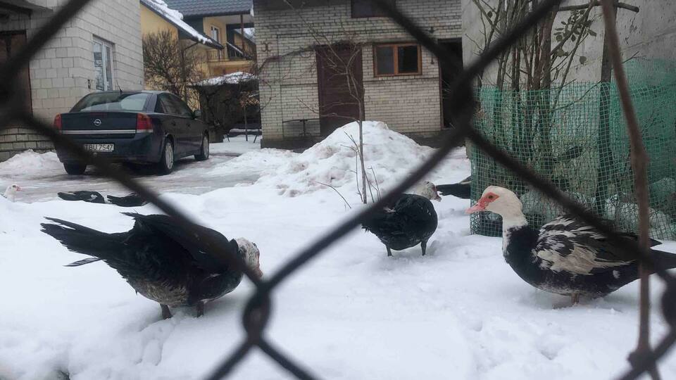 A snowy residential area with houses, a parked car, and pigeons on the ground.