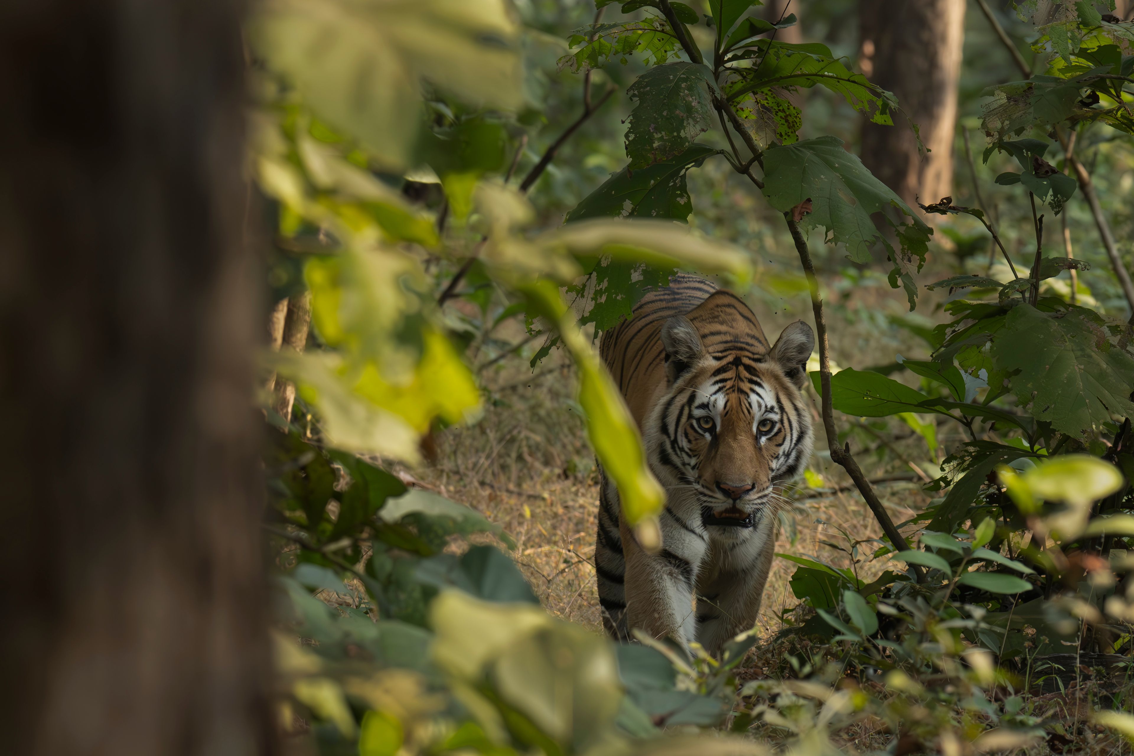 Taman Negara Pench