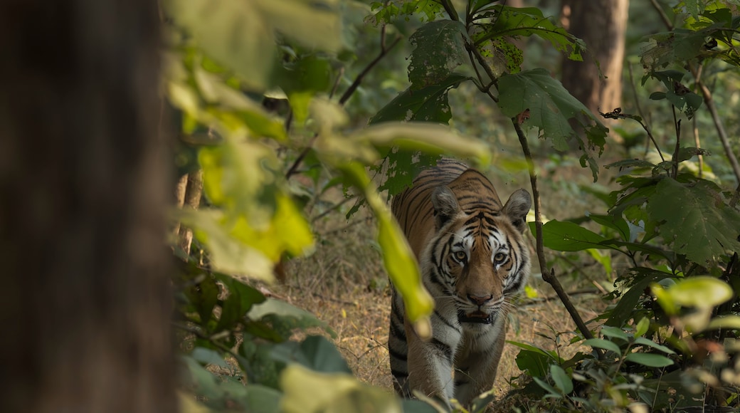 Taman Negara Pench