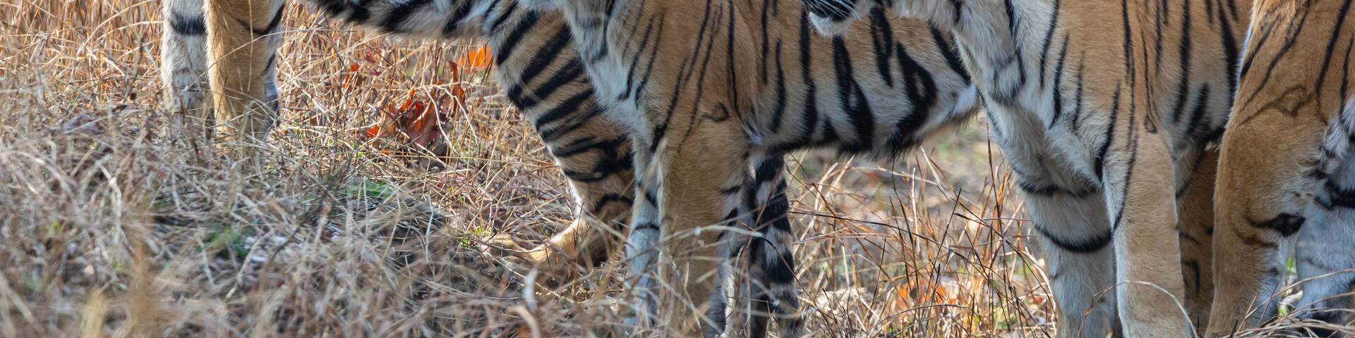 Pench National Park, India - Bengal Tiger family (panthera tigris tigris)