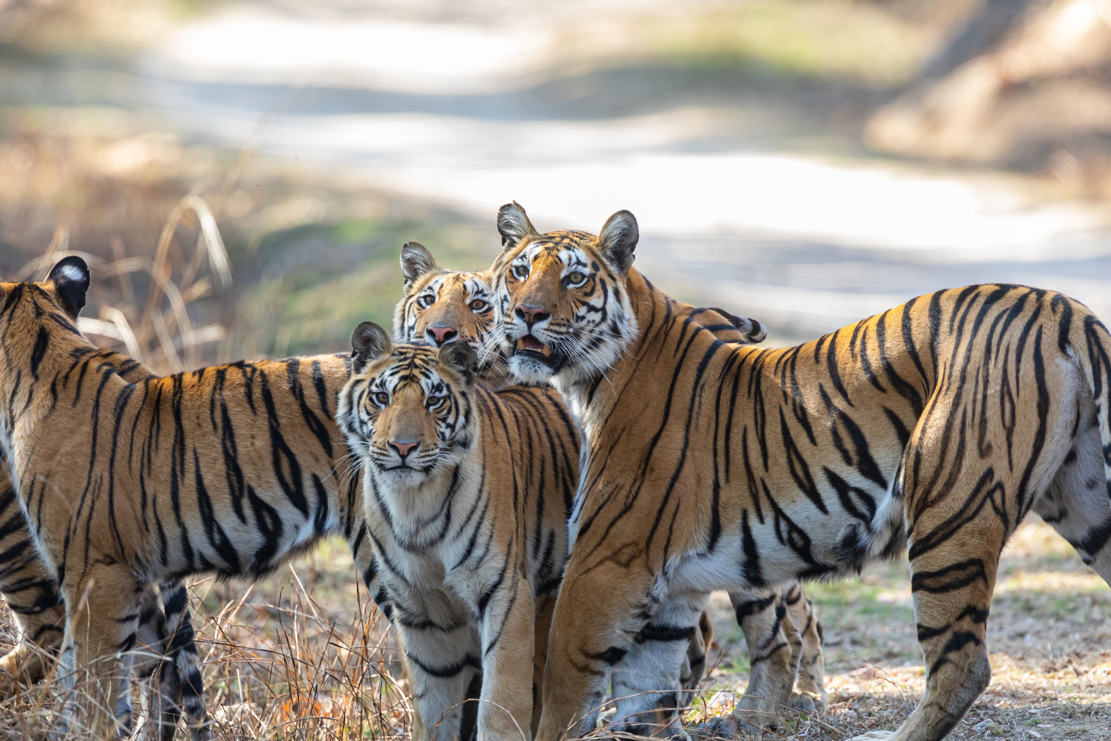 Taman Negara Pench