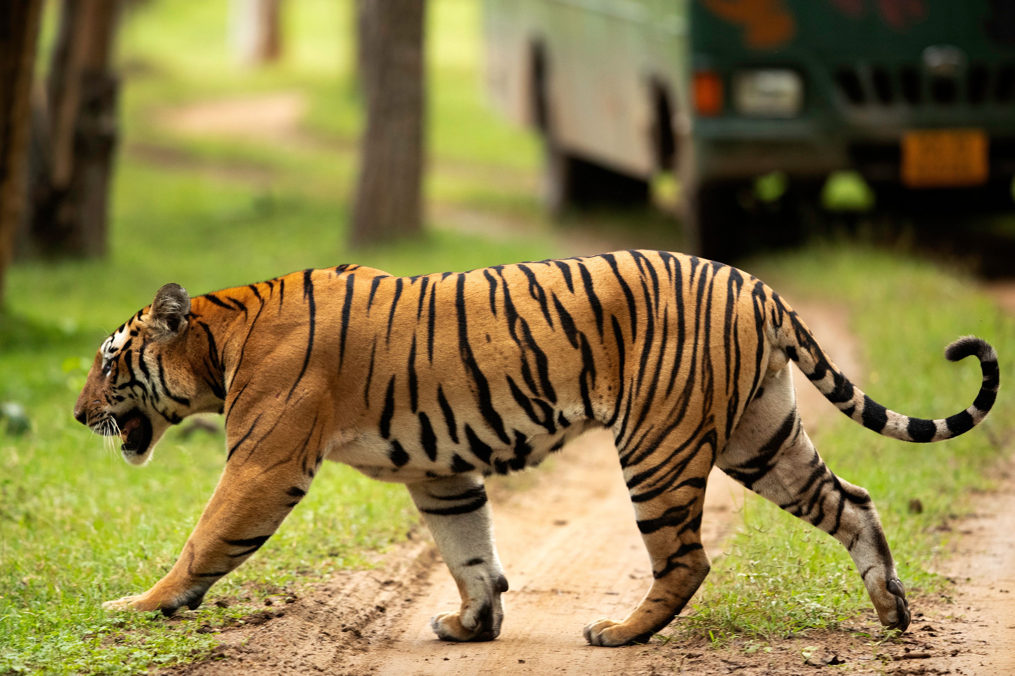 A tiger walking on a dirt path in a grassy area with trees and a vehicle in the background.