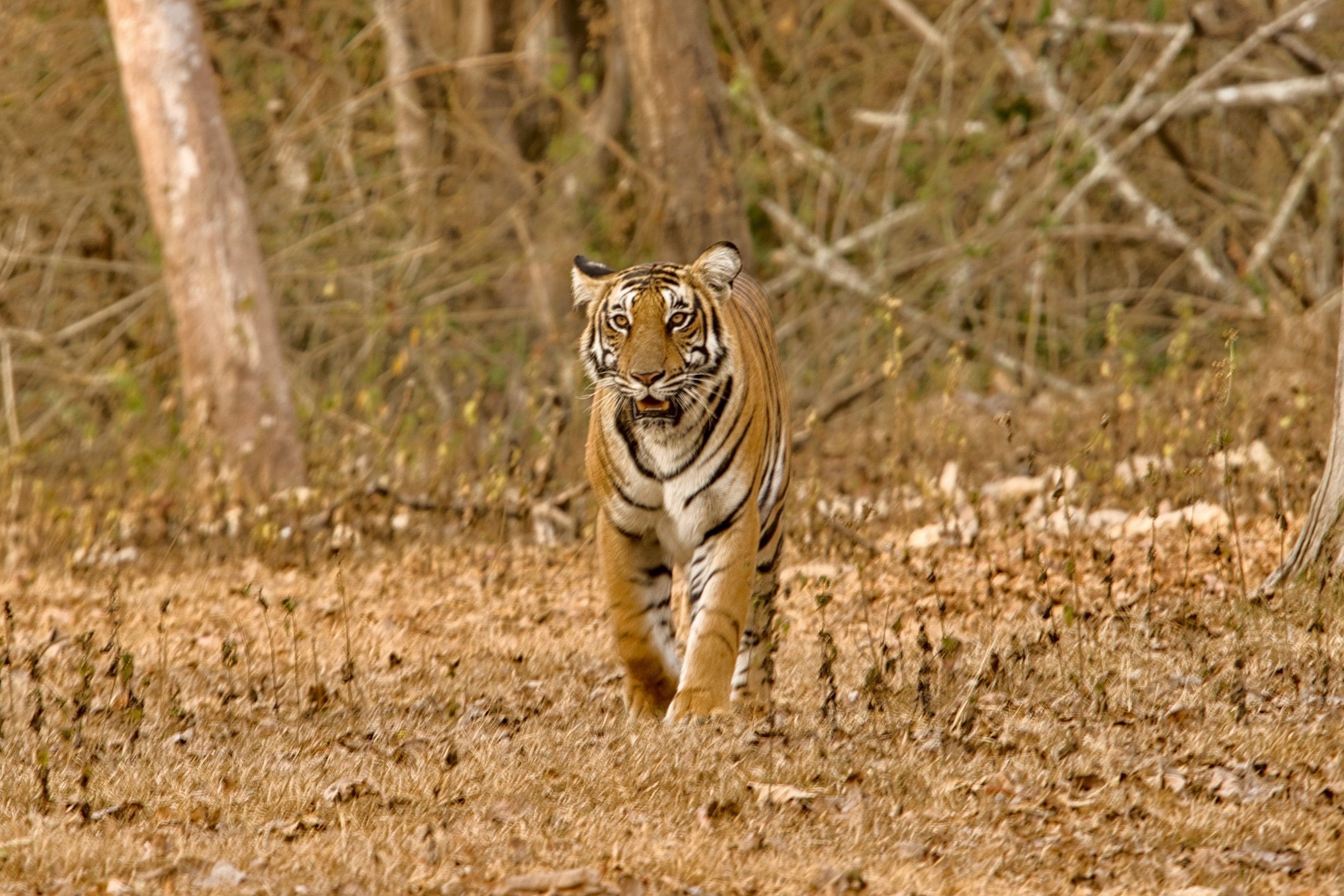 A tiger walking through a dry grassland with sparse trees in the background.