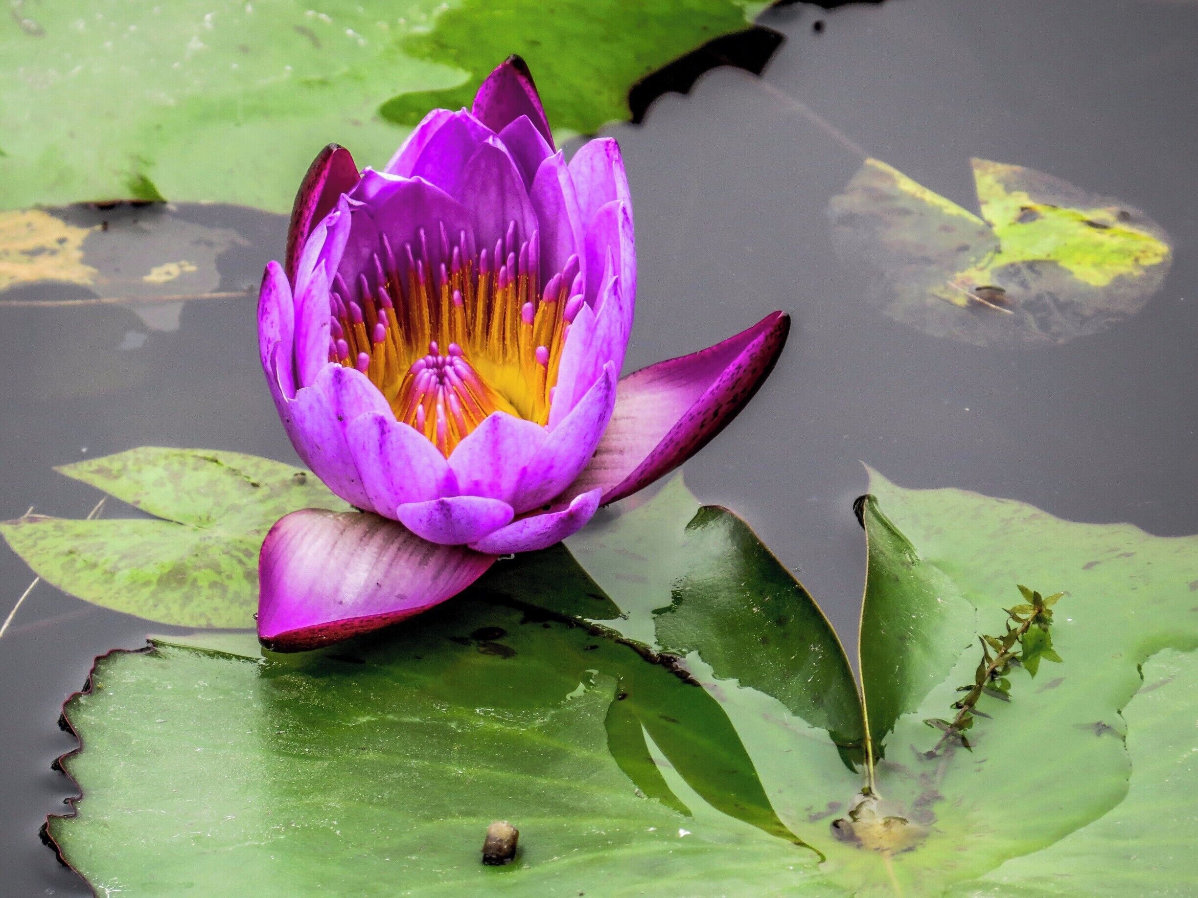 Water Lily Flower at the Maya Devi in Lumbini, Nepal, birthplace of the Lord Buddha.