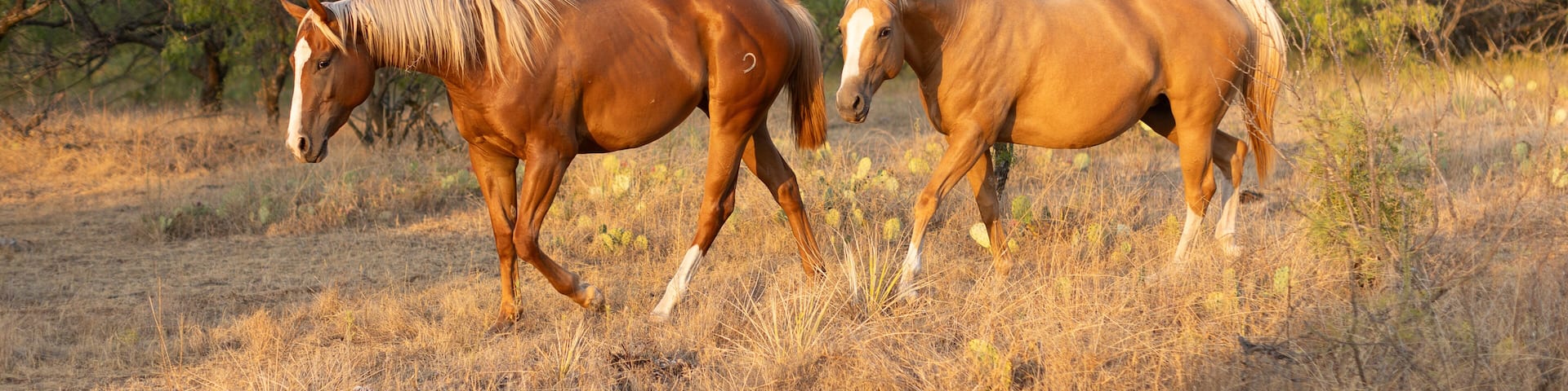 Two horses walking in field with dead grass and green trees