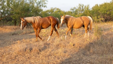 Two horses walking in field with dead grass and green trees