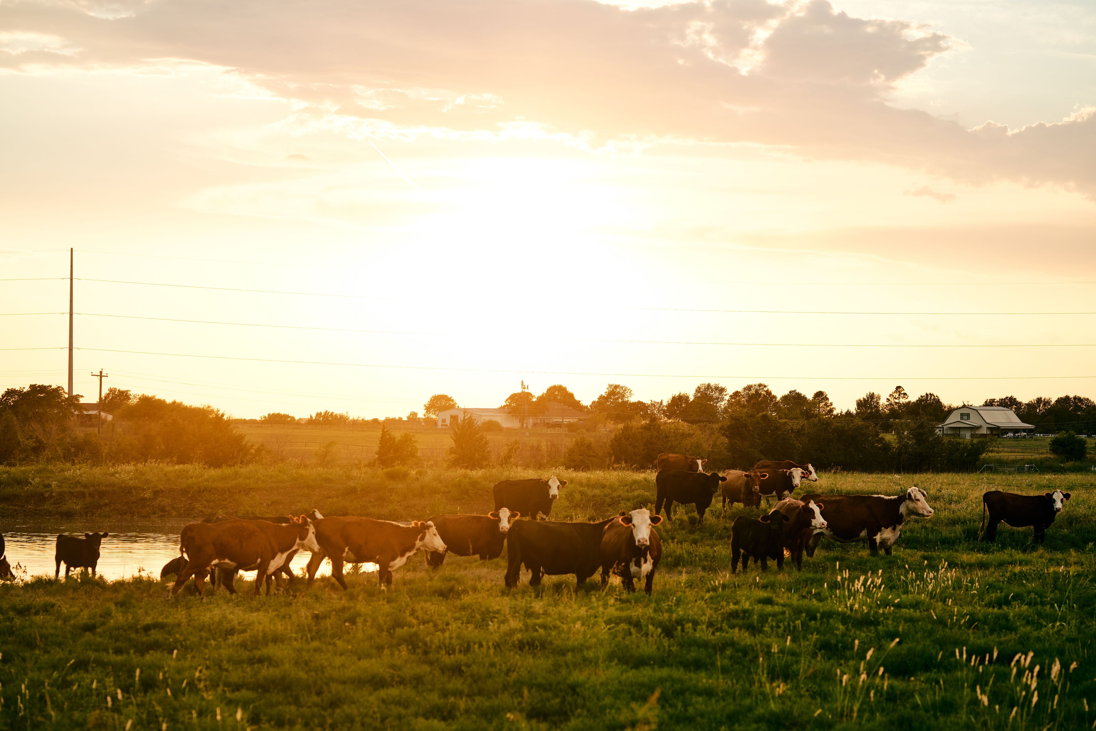 A herd of cows grazing in a field with a sunset in the background.