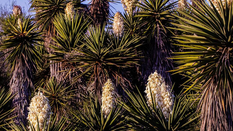 USA, Texas, Cameron County. Laguna Atascosa National Wildlife Refuge, yucca.