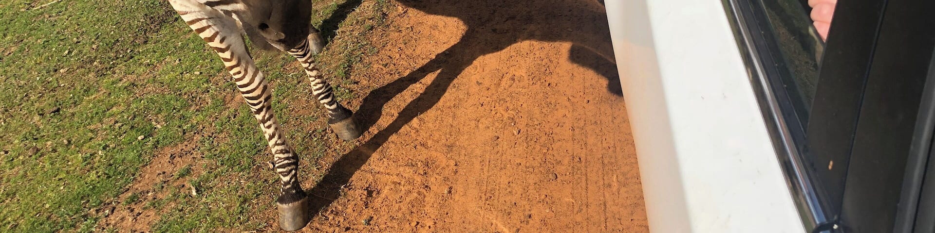 A once-in-a-lifetime experience! The kids LOVED seeing the animals, especially the zebras, up close.