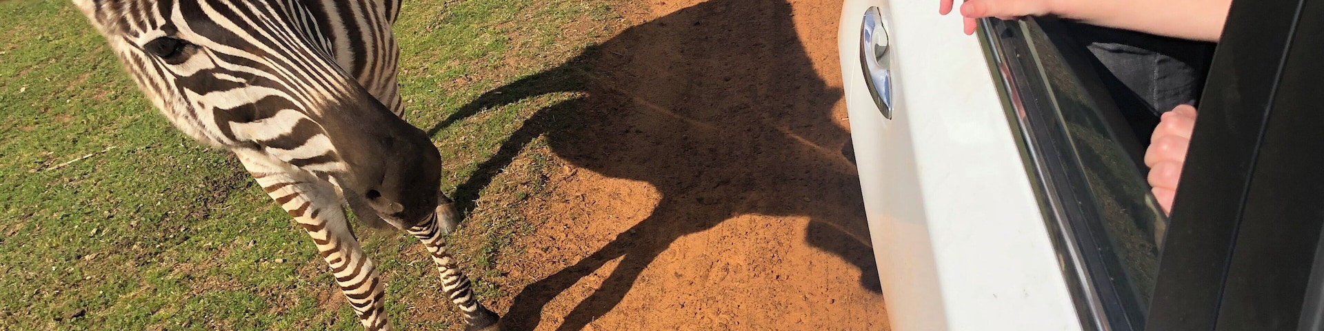 A once-in-a-lifetime experience! The kids LOVED seeing the animals, especially the zebras, up close.