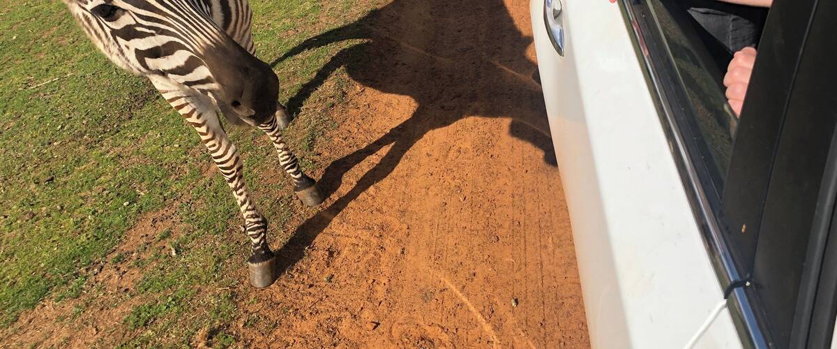A once-in-a-lifetime experience! The kids LOVED seeing the animals, especially the zebras, up close.