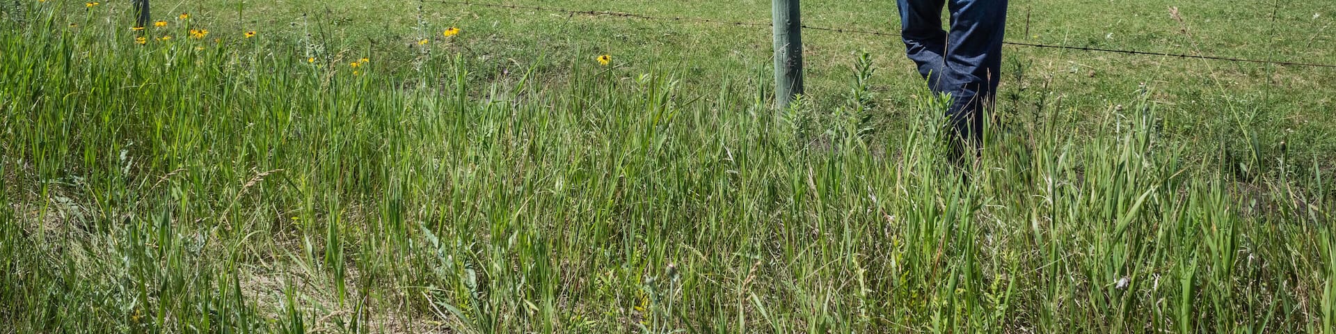 horizontal image of cowboy wearing jeans and cowboy hat stands and leans against fence in green grass and watches as his horses graze in pasture under beautiful blue sky with clouds in summer time