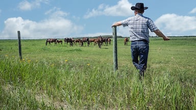 horizontal image of cowboy wearing jeans and cowboy hat stands and leans against fence in green grass and watches as his horses graze in pasture under beautiful blue sky with clouds in summer time