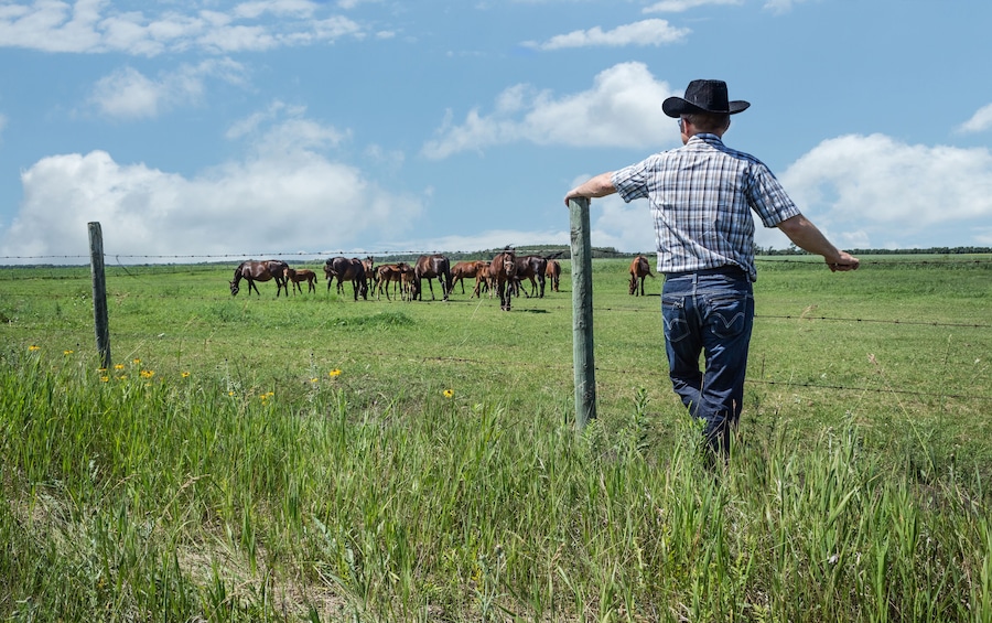 horizontal image of  cowboy wearing jeans and cowboy hat stands and leans against  fence in green grass and watches as his horses graze in pasture under  beautiful blue sky with clouds in summer time