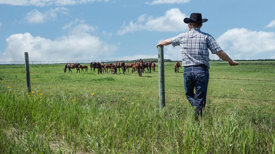 A man in a field with horses.