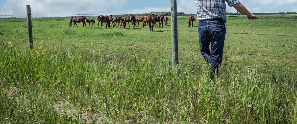 horizontal image of cowboy wearing jeans and cowboy hat stands and leans against fence in green grass and watches as his horses graze in pasture under beautiful blue sky with clouds in summer time