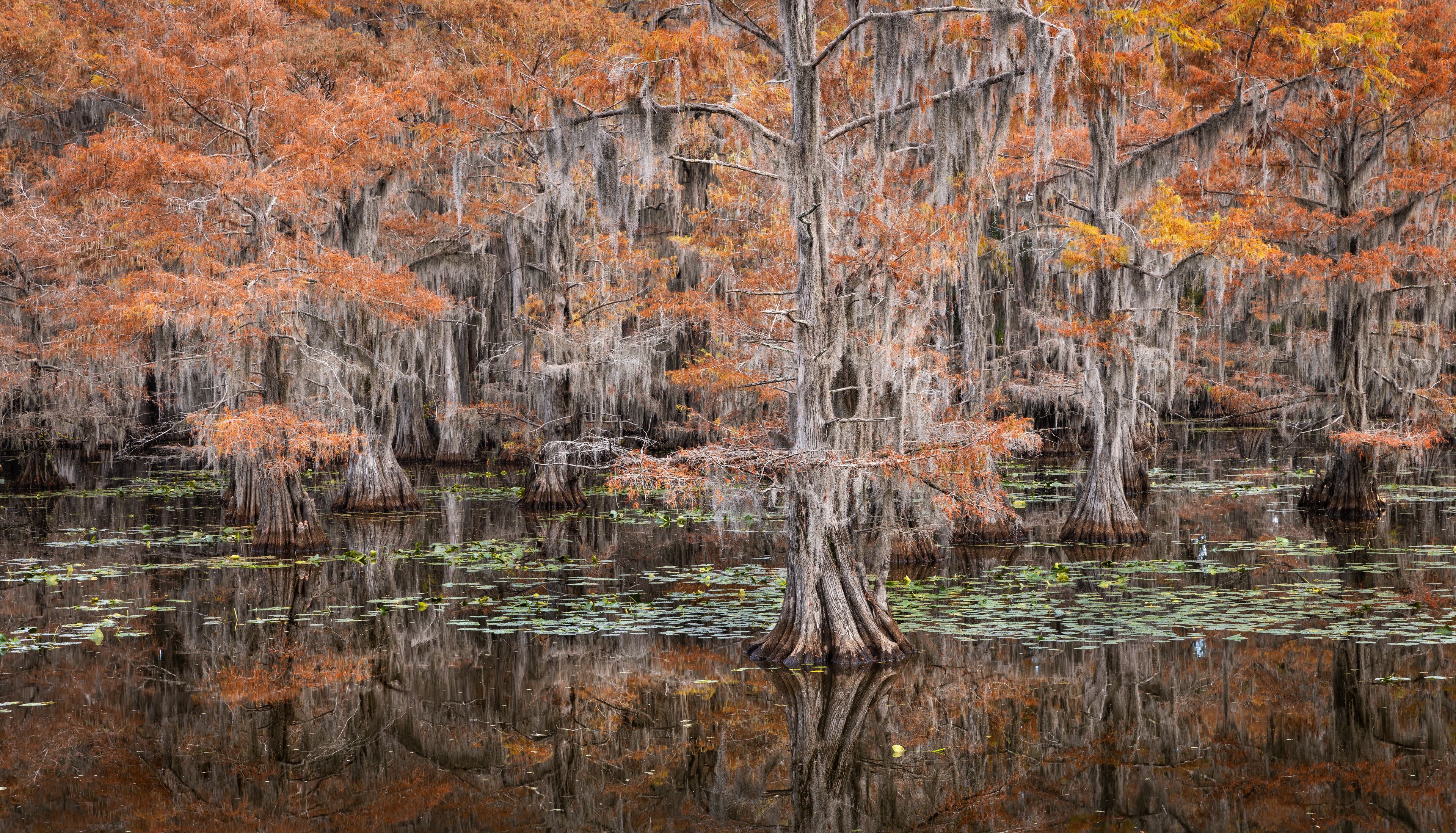A swamp with numerous trees, some with Spanish moss, and water lilies on the surface.