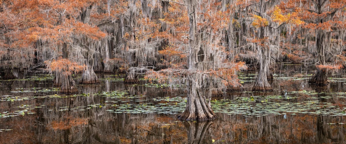 A swamp with numerous trees, some with Spanish moss, and water lilies on the surface.