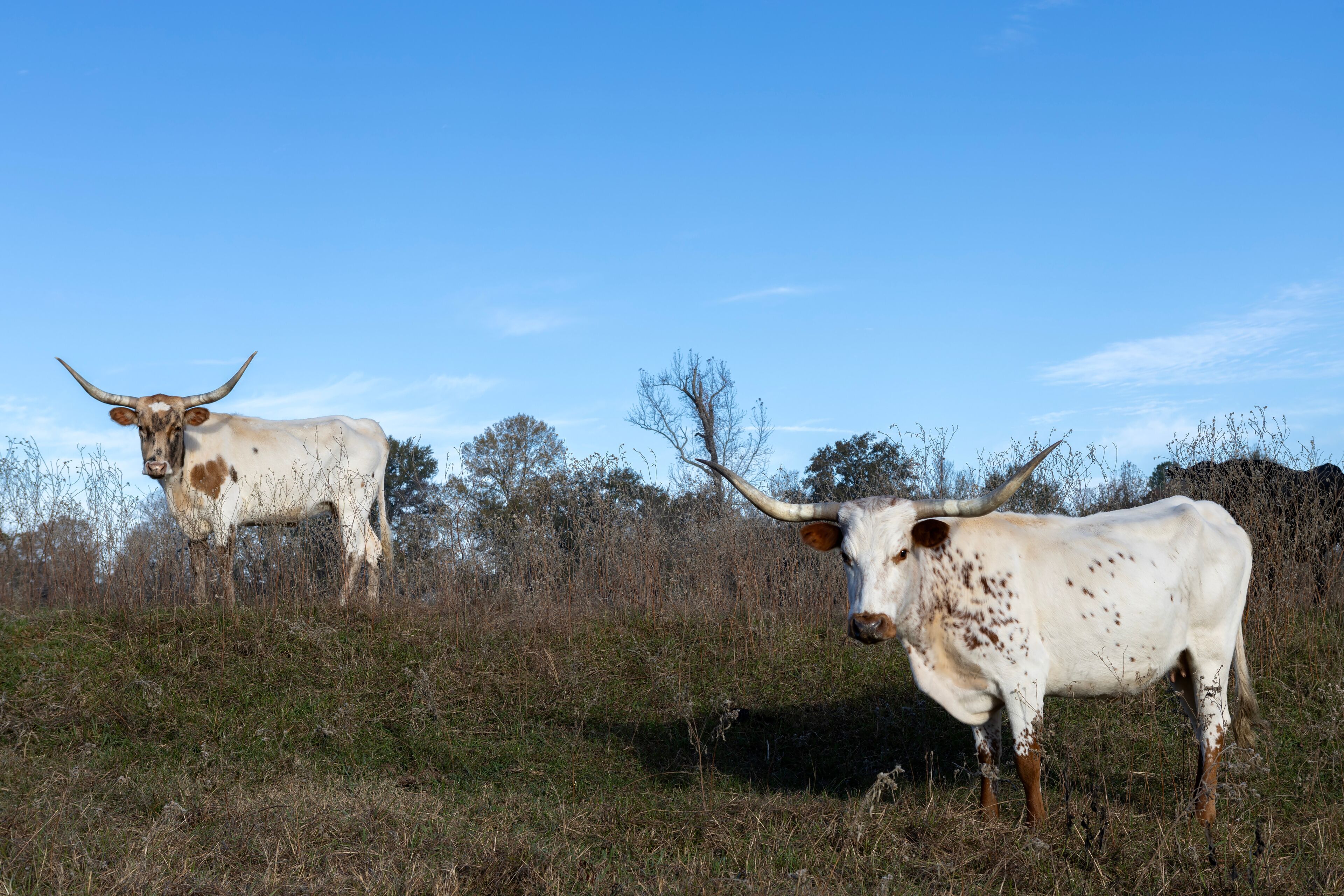 Longhorn in the field