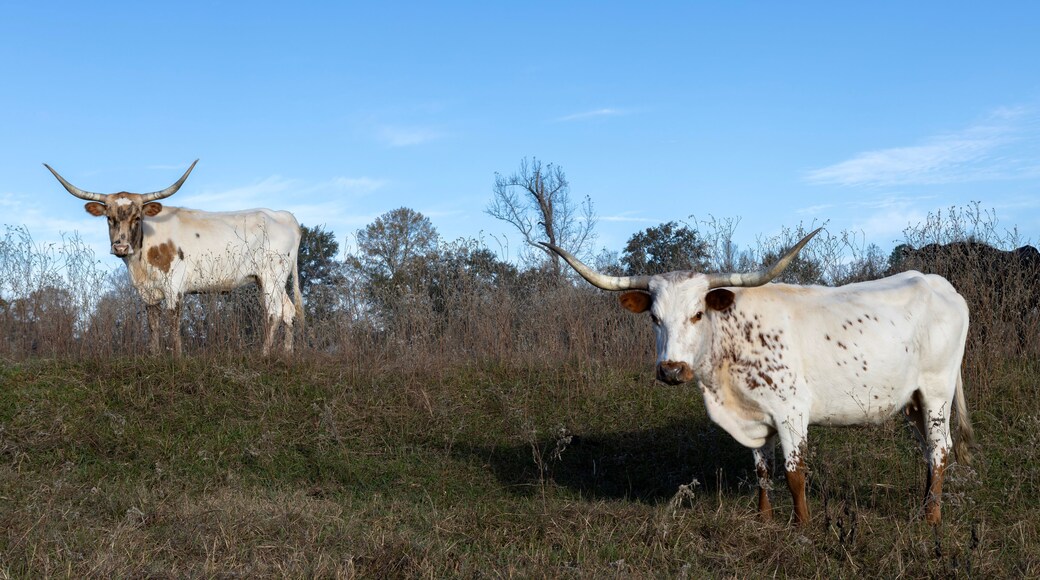 Longhorn in the field