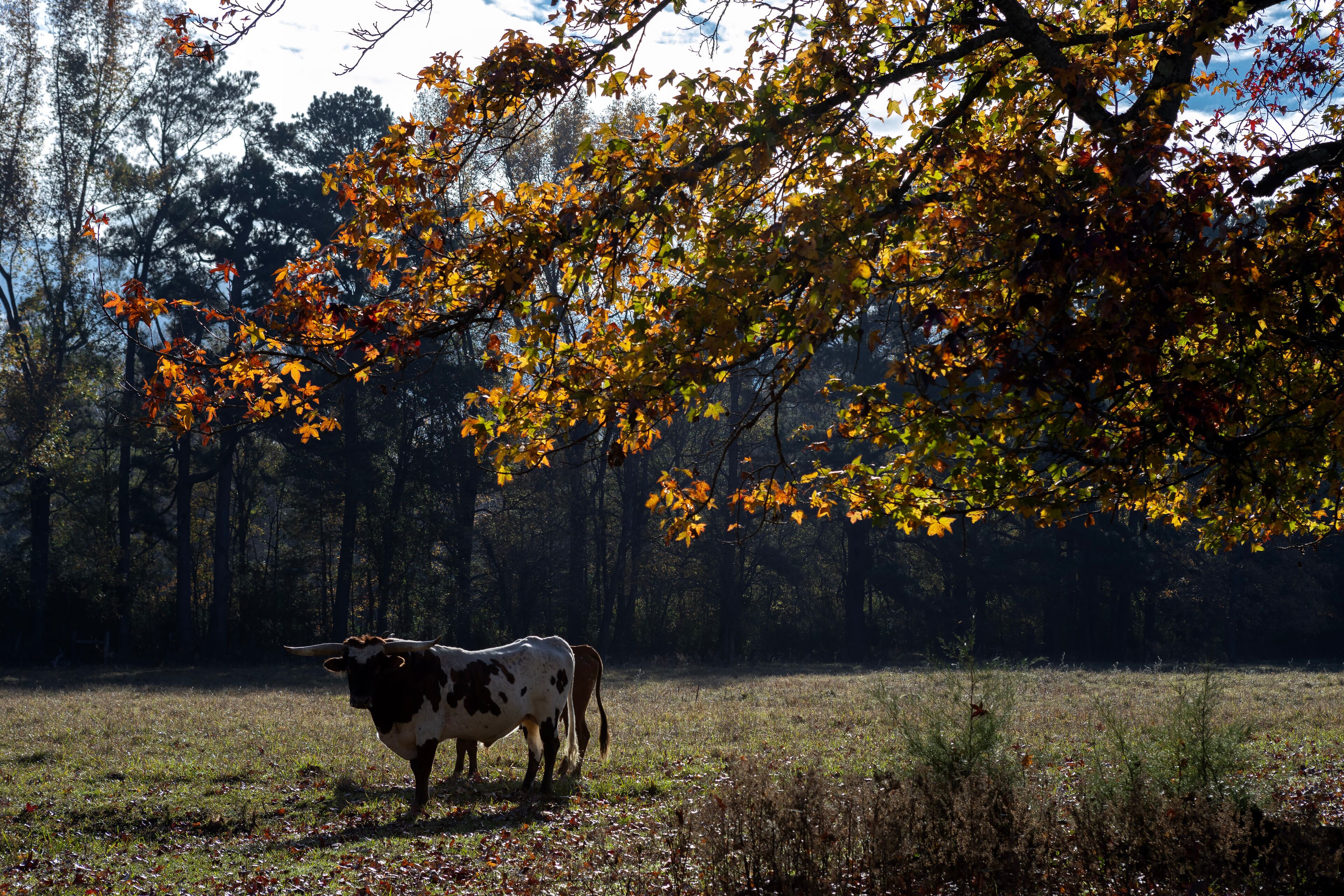 Longhorn in autumn forest