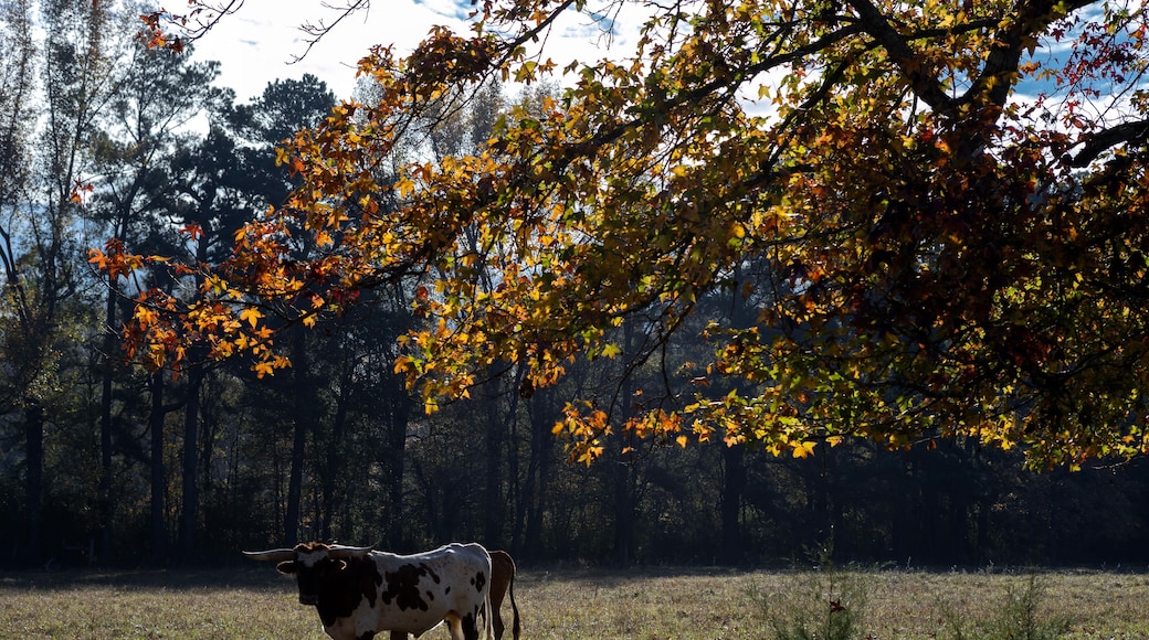 Longhorn in autumn forest