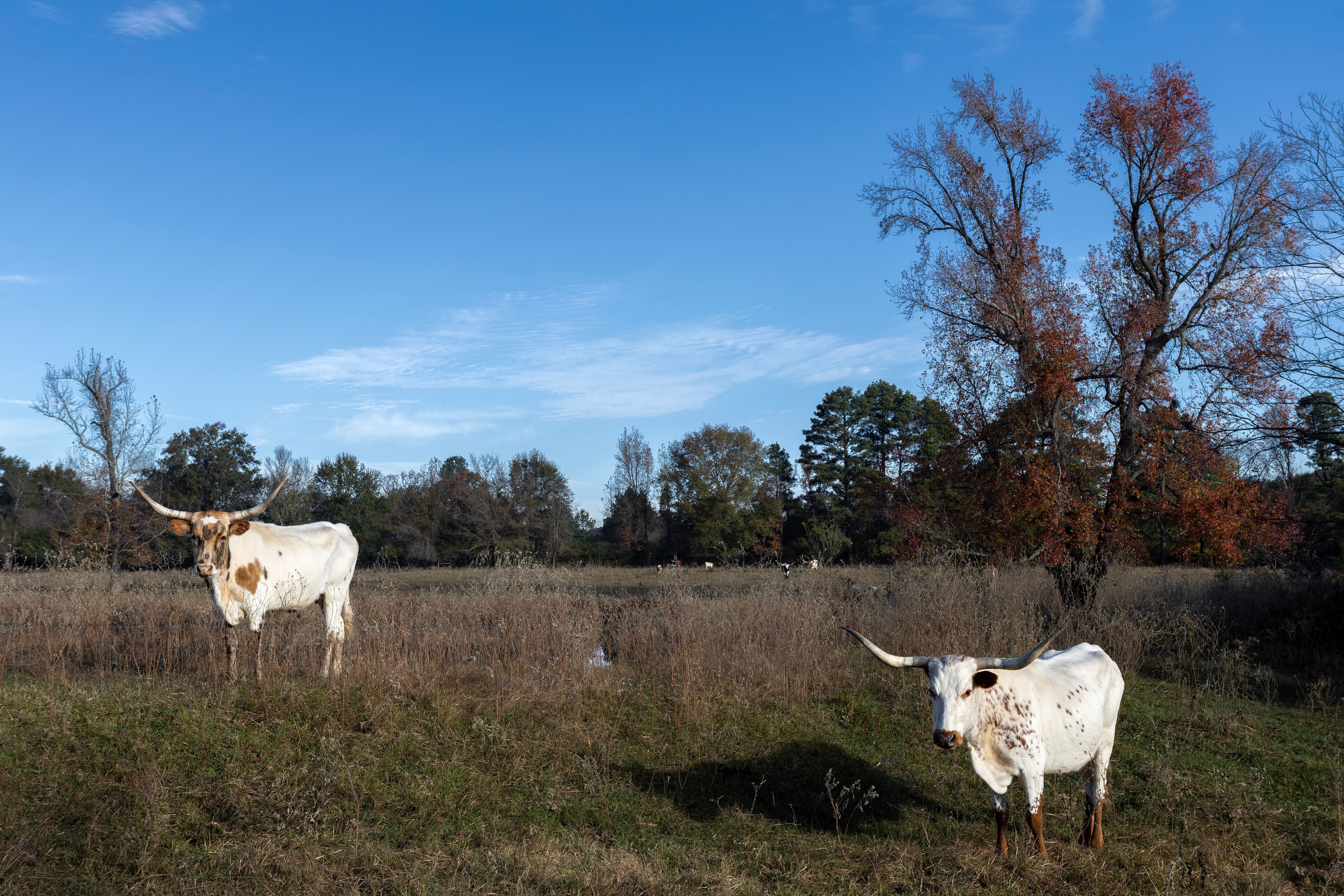 Longhorn in the field