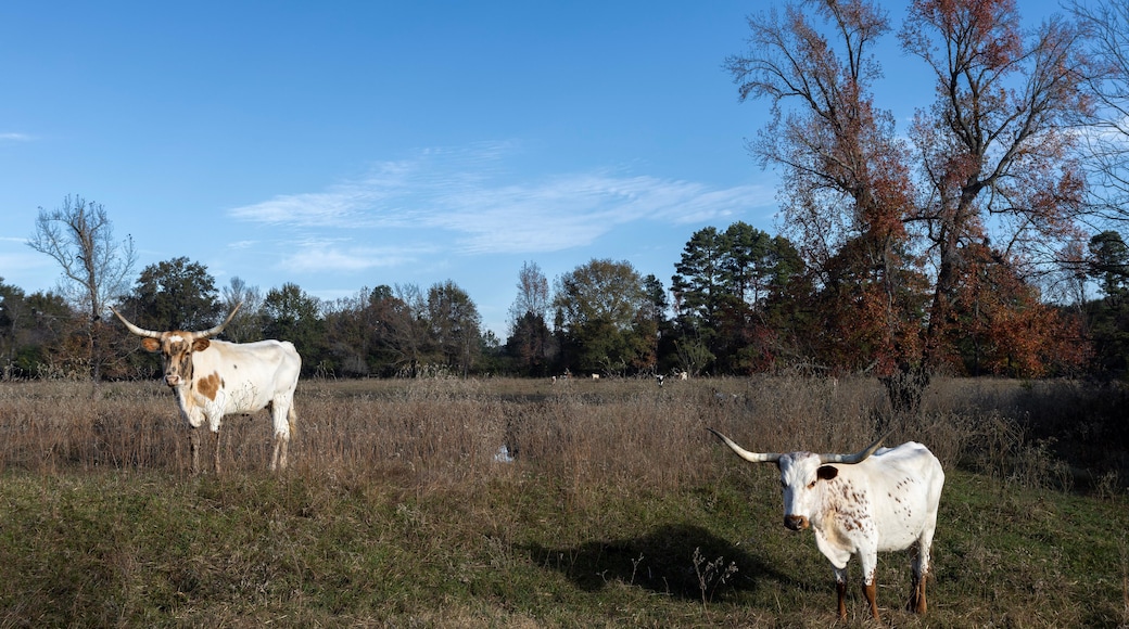 Longhorn in the field