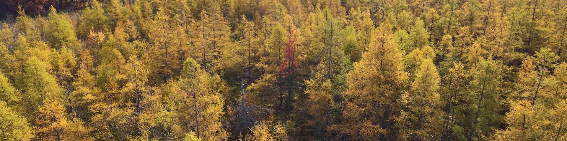 Aerial Autumn Forest and Lake Jimmerson Reflection, Indiana