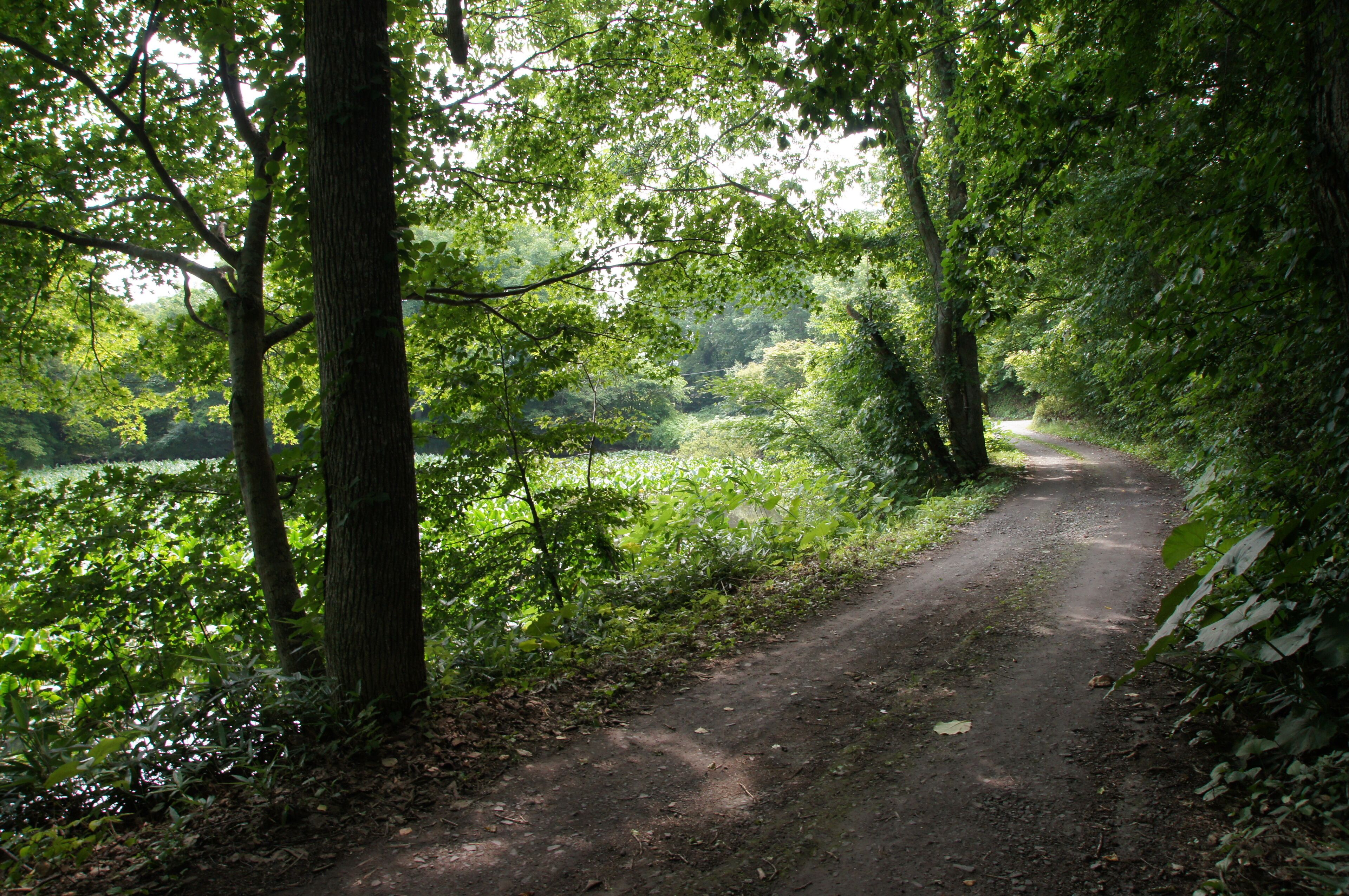 This is a complete original image ( no retouch, and no re-compression ).