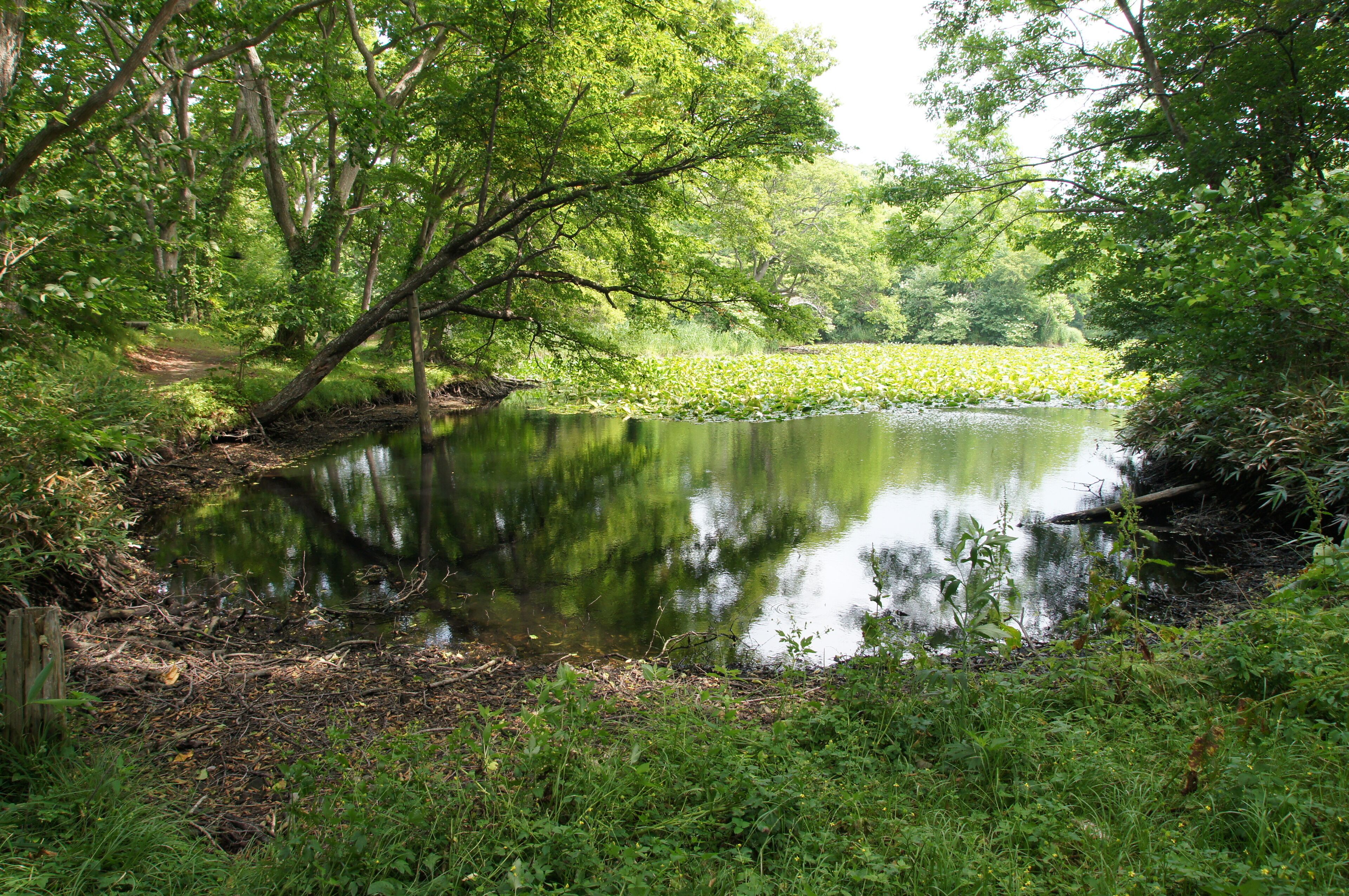 This is a complete original image ( no retouch, and no re-compression ).