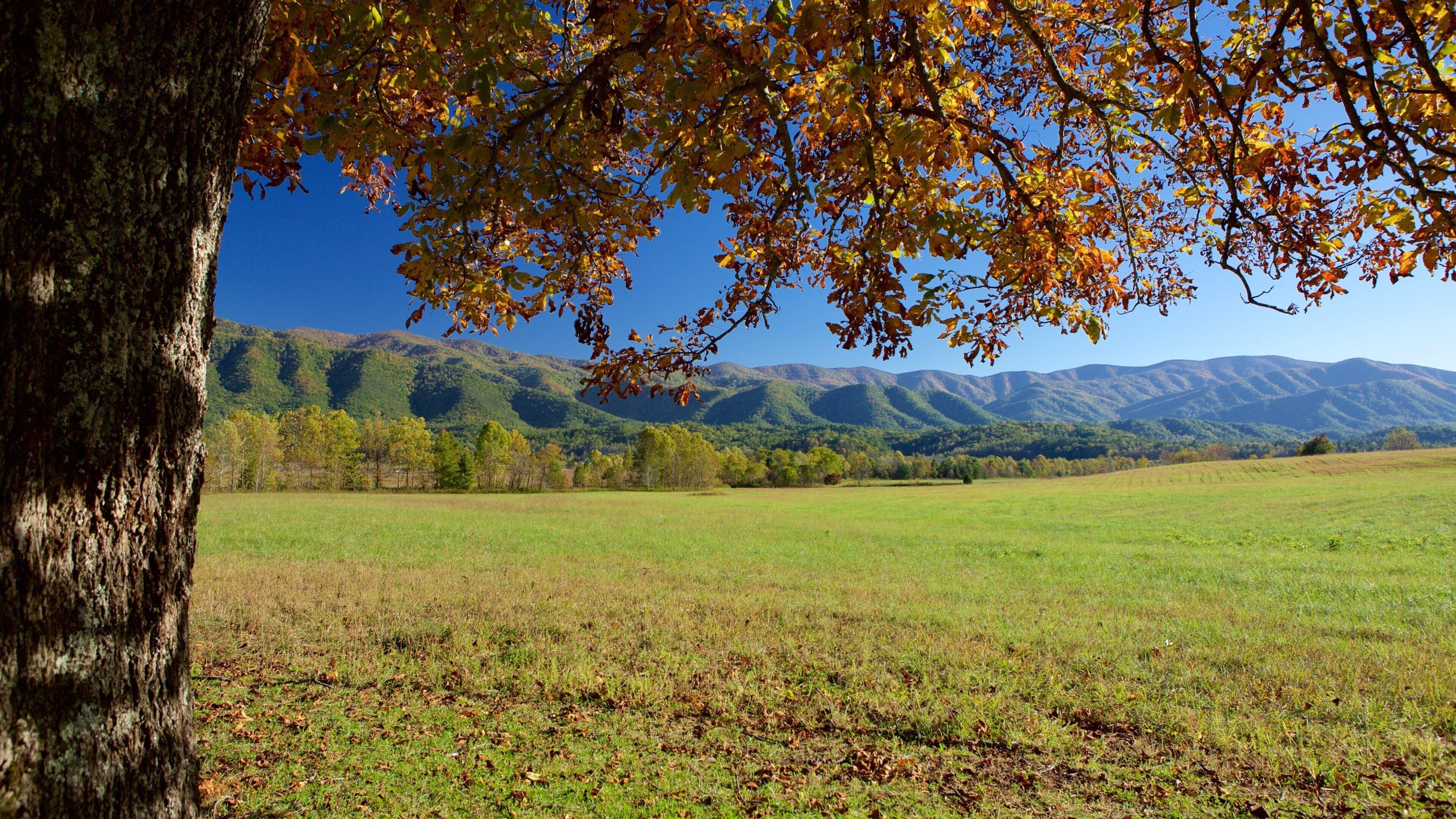 Cades Cove ofreciendo montañas y situaciones tranquilas